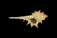 藏品(寶島骨螺)的圖片